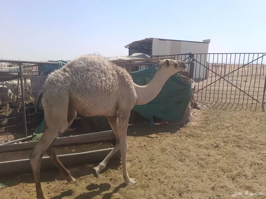 حشو للبيع 65