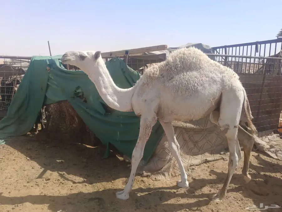 حشو للبيع 0