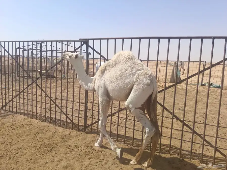 حشو للبيع 68