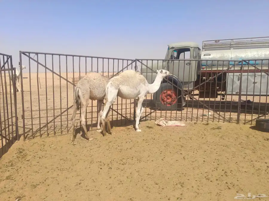 حشو للبيع 37