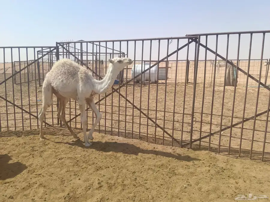 حشو للبيع 7