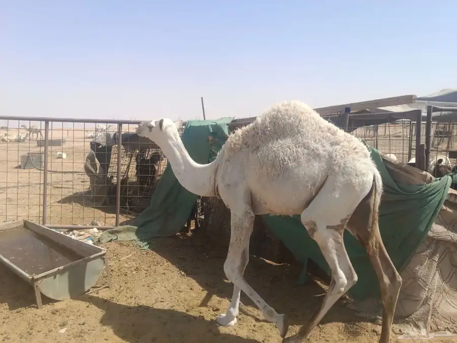 حشو للبيع 2