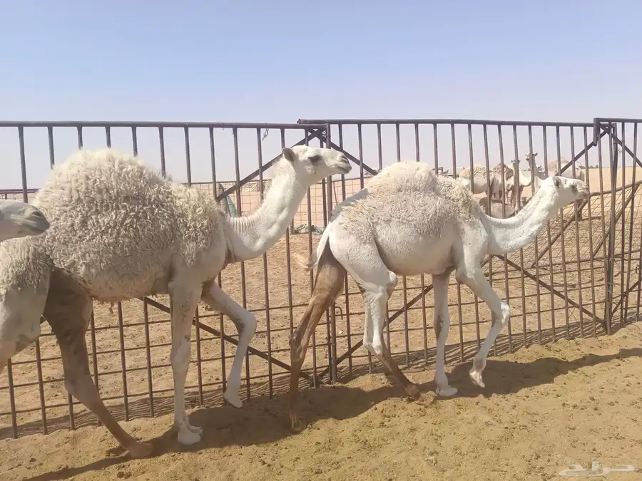 حشو للبيع 12