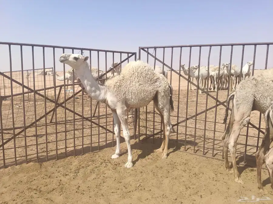 حشو للبيع 59