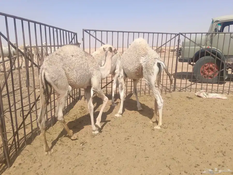 حشو للبيع 6
