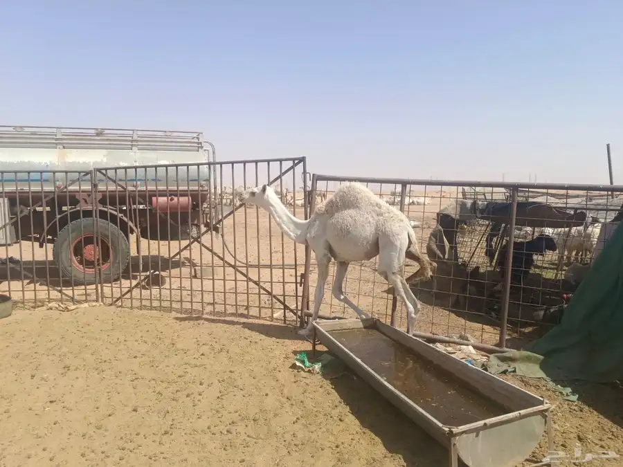 حشو للبيع 35