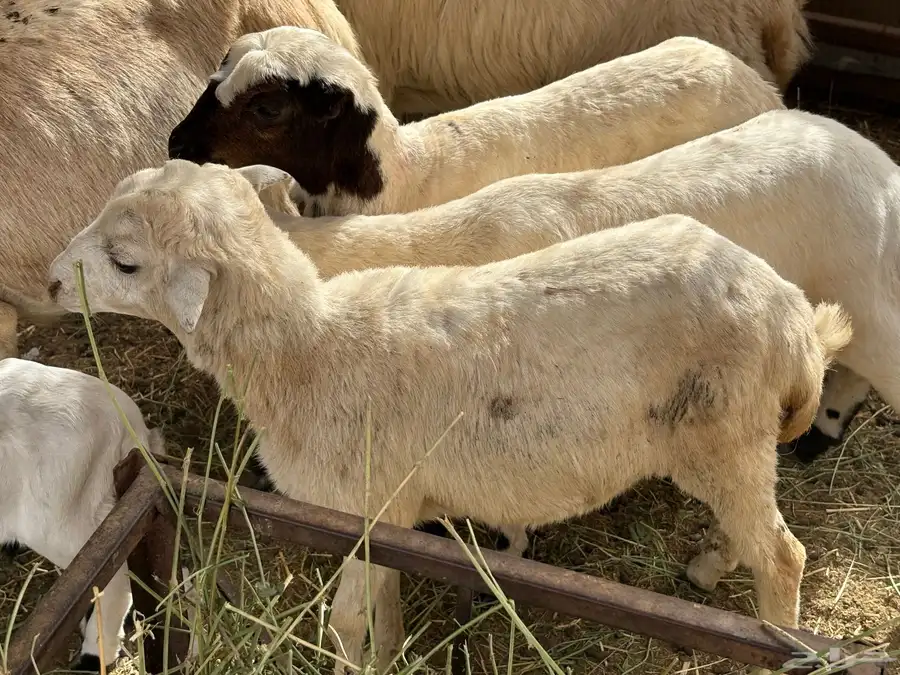 رخيل للبيع 2