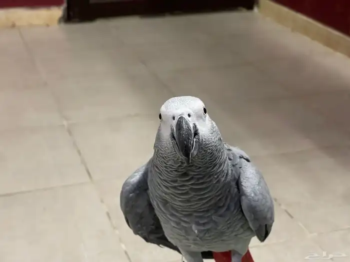 طير كاسكو اليف 0