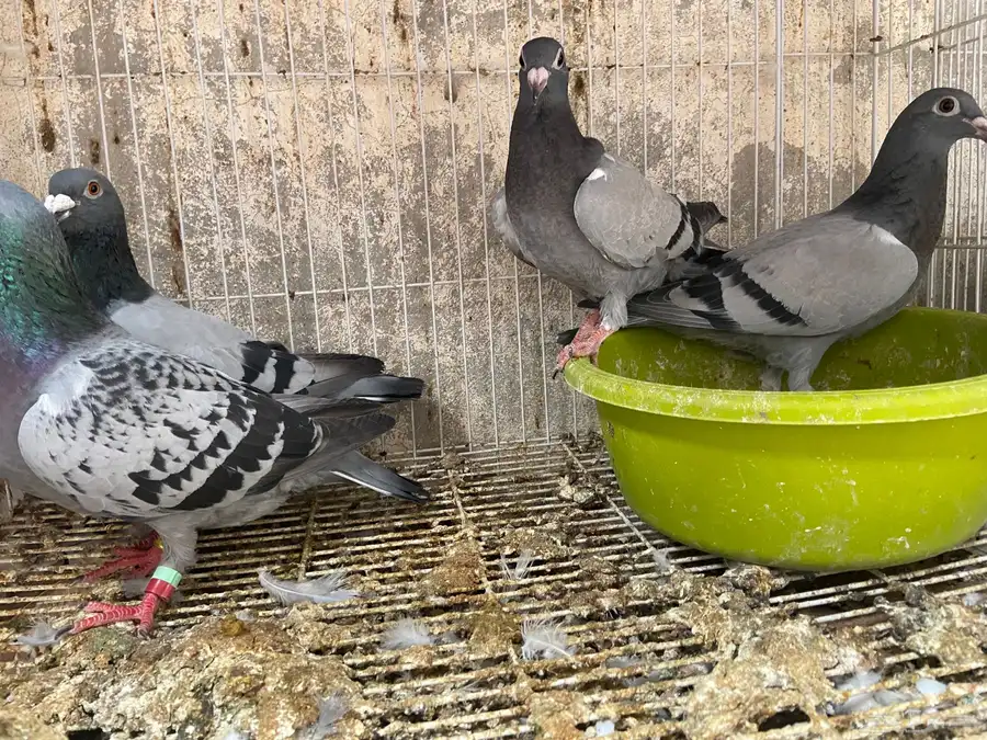 ذكر هومر وجوز زاجل سباق 4