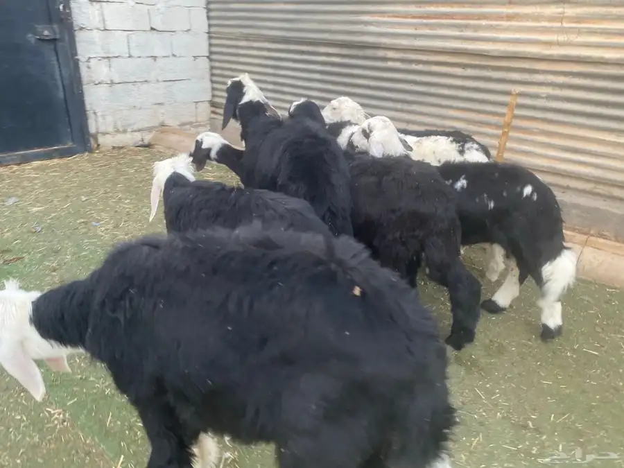 بهم تربية طيب 19