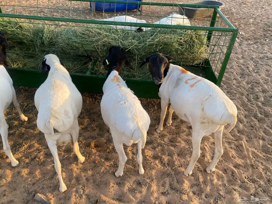 برابر 1