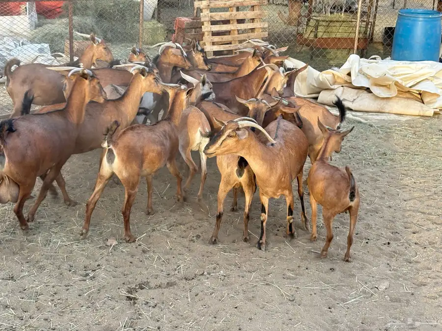 معزاء حص كفو 20 اكثرها صغار سن 5
