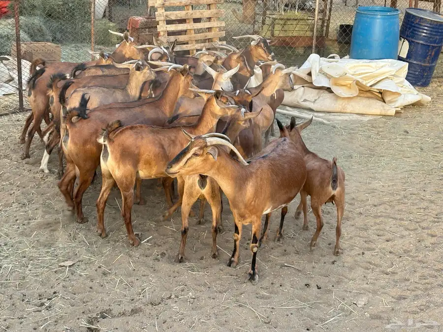 معزاء حص كفو 20 اكثرها صغار سن 4
