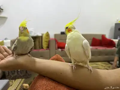 بغبغاء ذكر وانثي وليف. للبيع بكل المسلتزمات ولديهم انتاج بيض 0