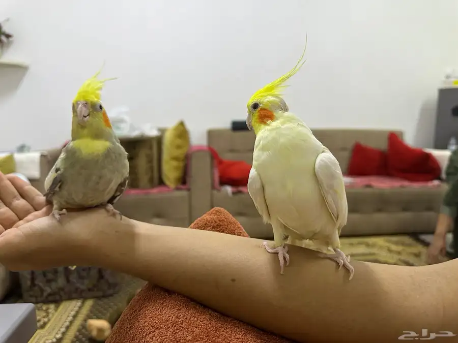 بغبغاء ذكر وانثي وليف. للبيع بكل المسلتزمات ولديهم انتاج بيض 0