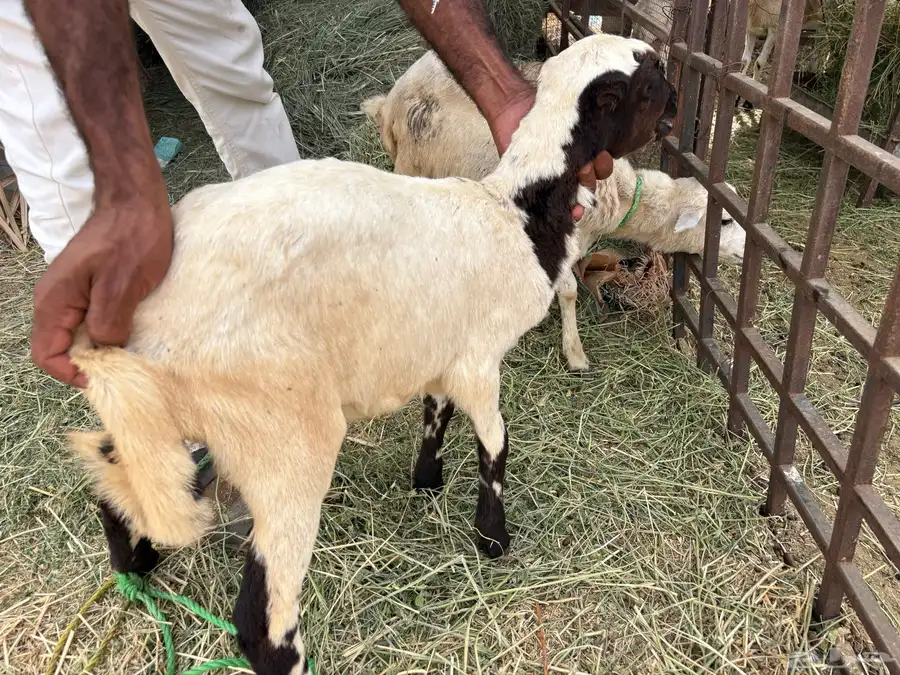 رخيل للبيع 8