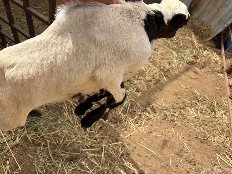 رخيل للبيع 9