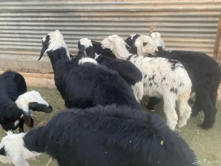 بهم تربية طيب 4