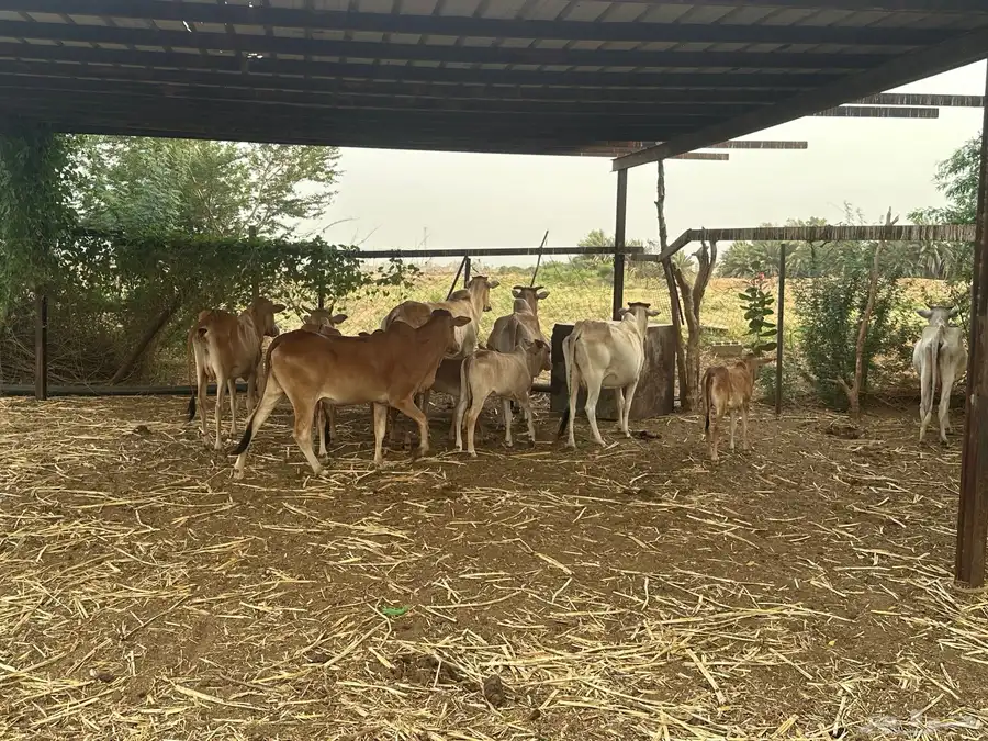 بقر للبيع مع الفحل 10
