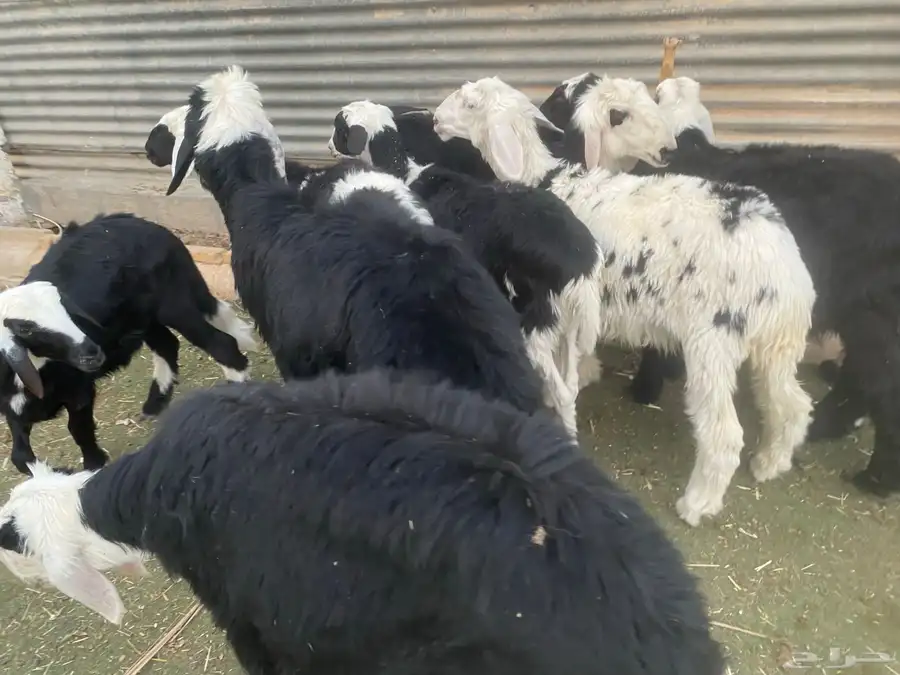 بهم تربية طيب 5