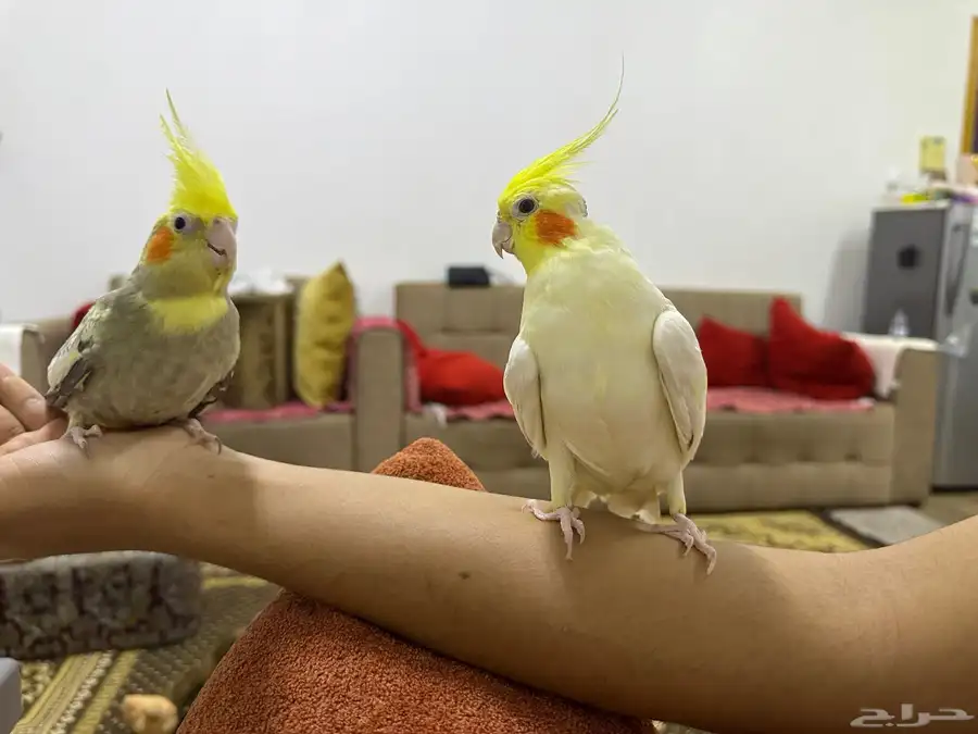 بغبغاء ذكر وانثي وليف. للبيع بكل المسلتزمات ولديهم انتاج بيض 1