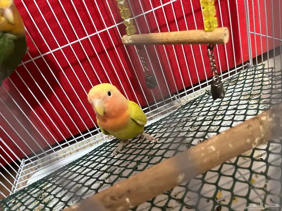 جوز روز منتج مع فروخه 6