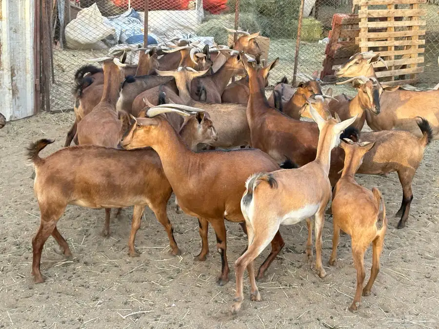 معزاء حص كفو 20 اكثرها صغار سن 3