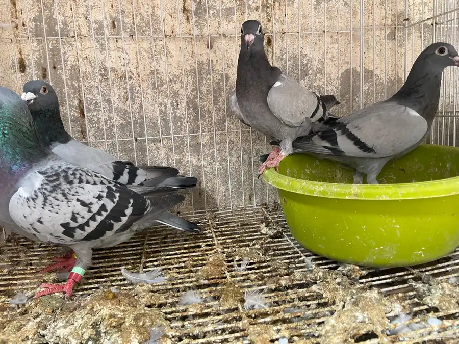 ذكر هومر وجوز زاجل سباق 3