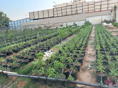 شتلات غجر (كركدية) احمر وابيض مركن 25 و 16 3