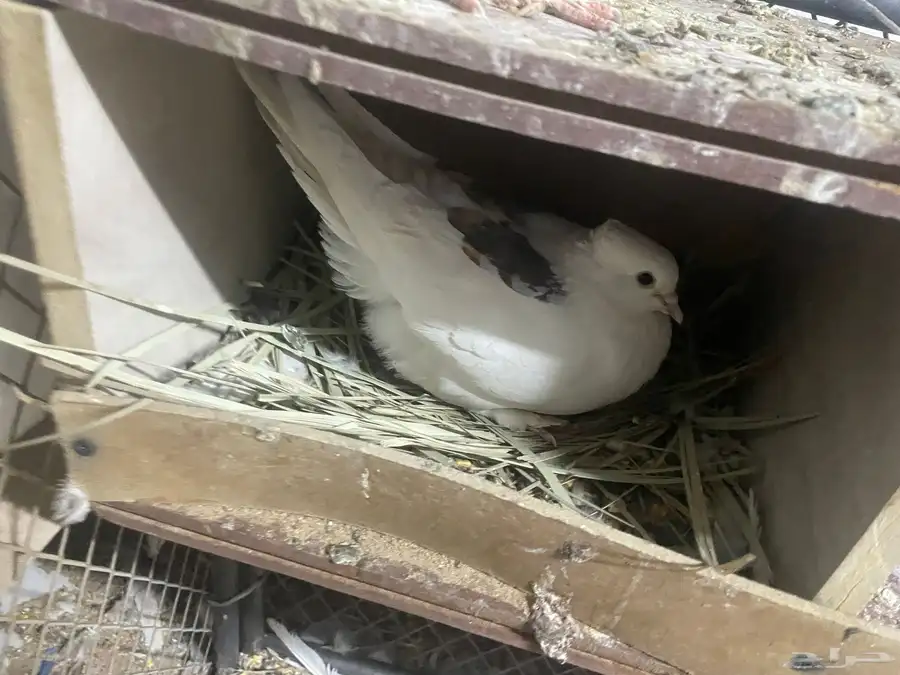 حمام شيرازي وقطيفي 6