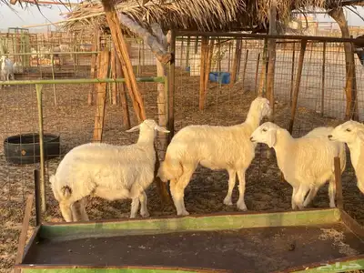 رخال 0