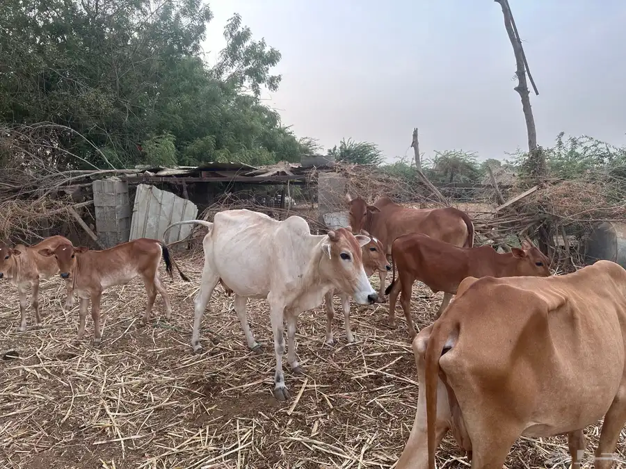 بقر للبيع مع الفحل 6