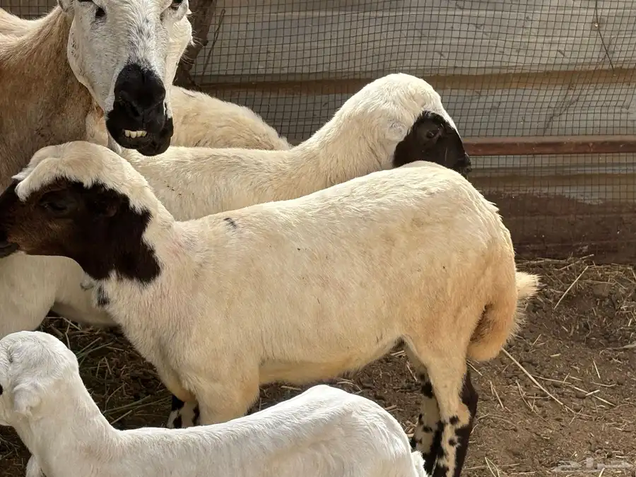 رخيل للبيع 13