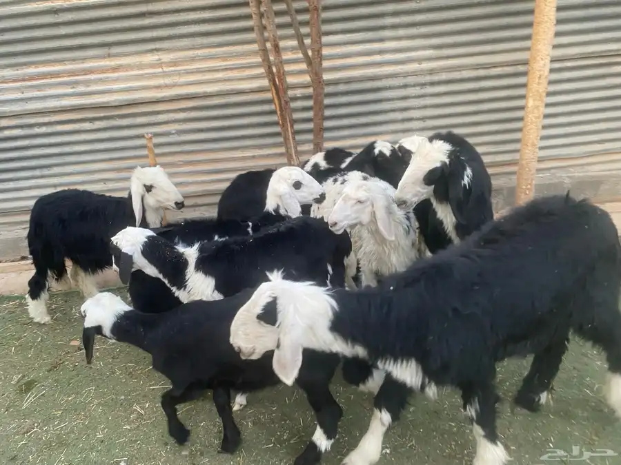 بهم تربية طيب 15