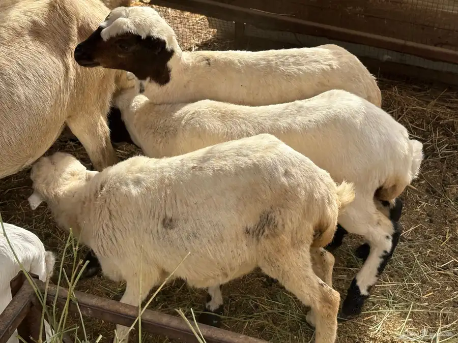 رخيل للبيع 1
