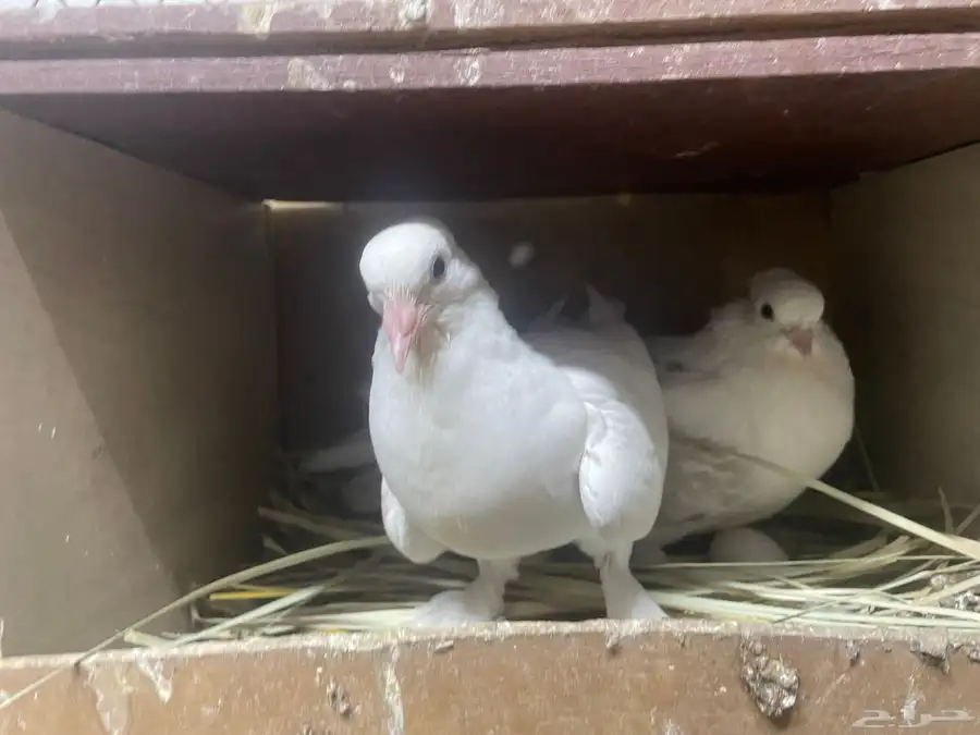 حمام شيرازي وقطيفي 7