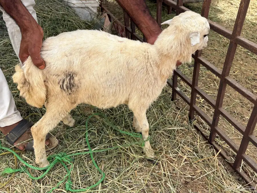 رخيل للبيع 4