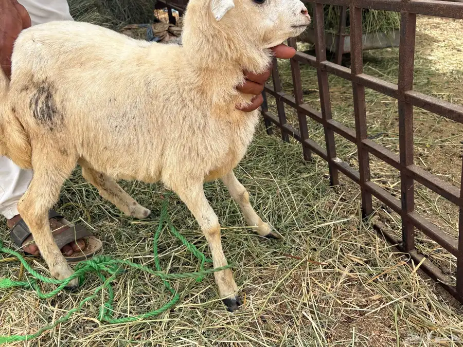 رخيل للبيع 5