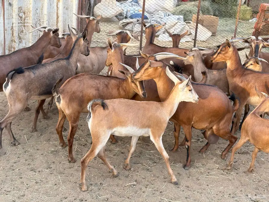 معزاء حص كفو 20 اكثرها صغار سن 2