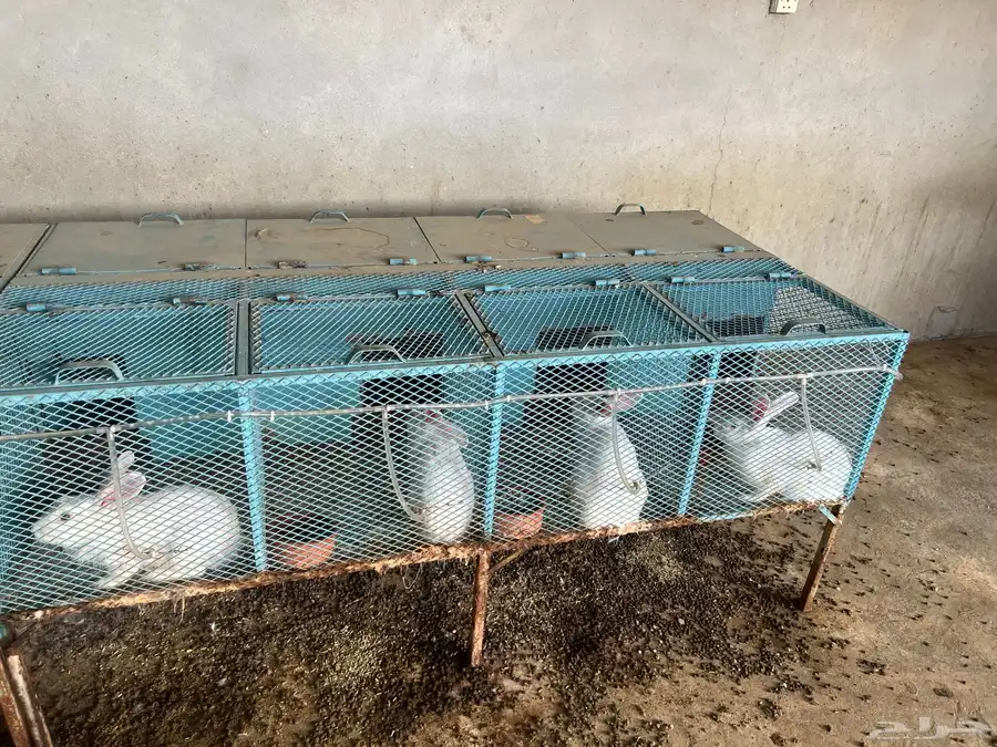 بطاريات ارانب وارانب منتجة للبيع 3