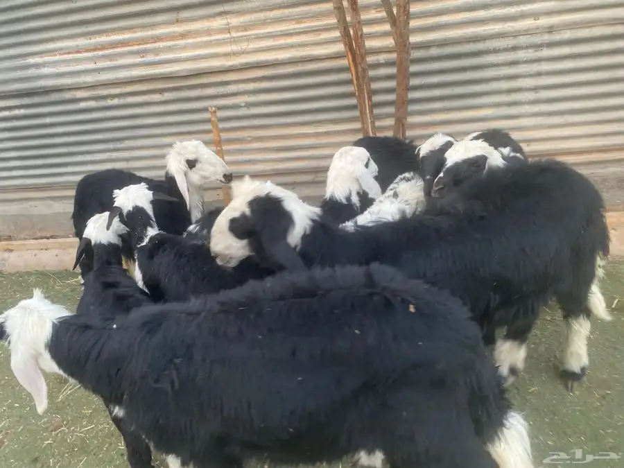 بهم تربية طيب 11