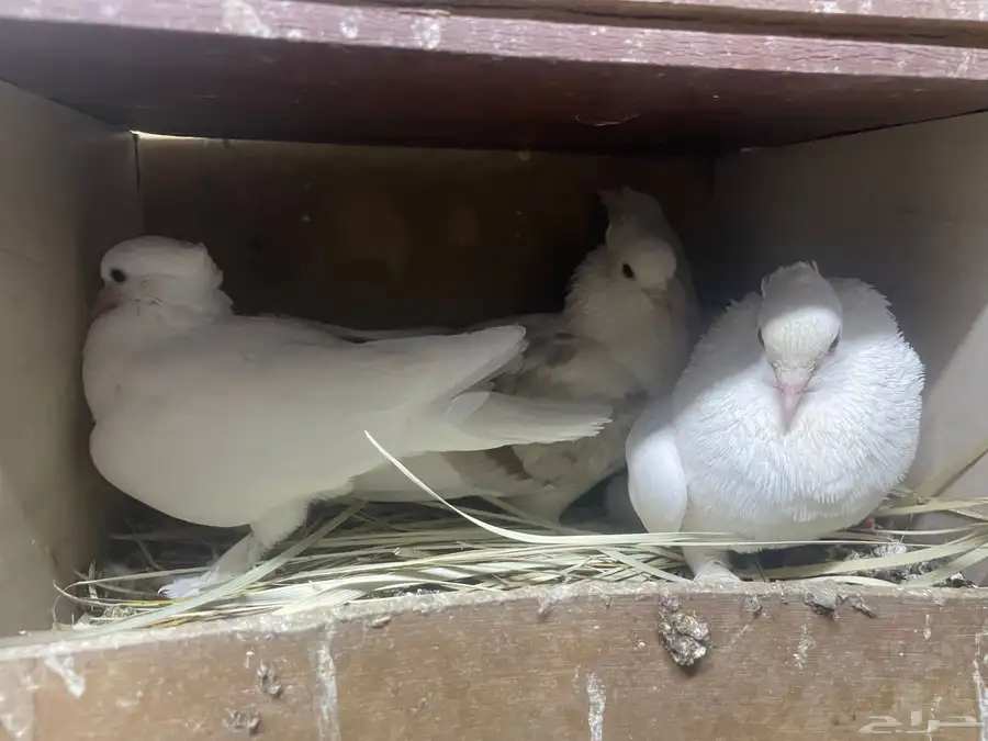 حمام شيرازي وقطيفي 4