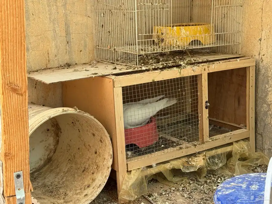 جوز حمام شاينيز بقرن صافي بيور 12
