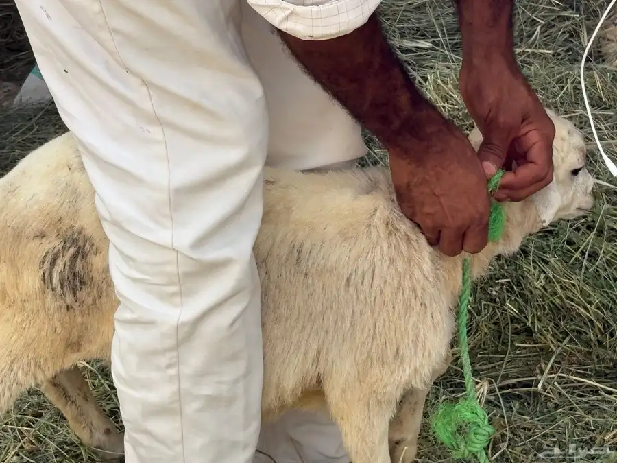رخيل للبيع 12