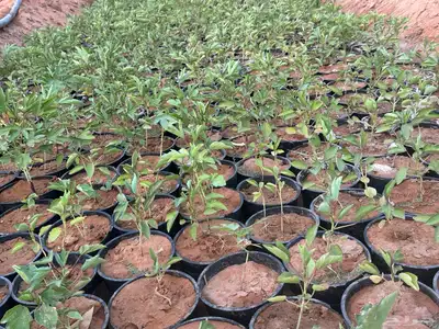 شتلات غجر (كركدية) احمر وابيض مركن 25 و 16 5