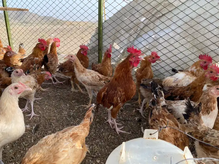 دجاج بلدي شررط 8