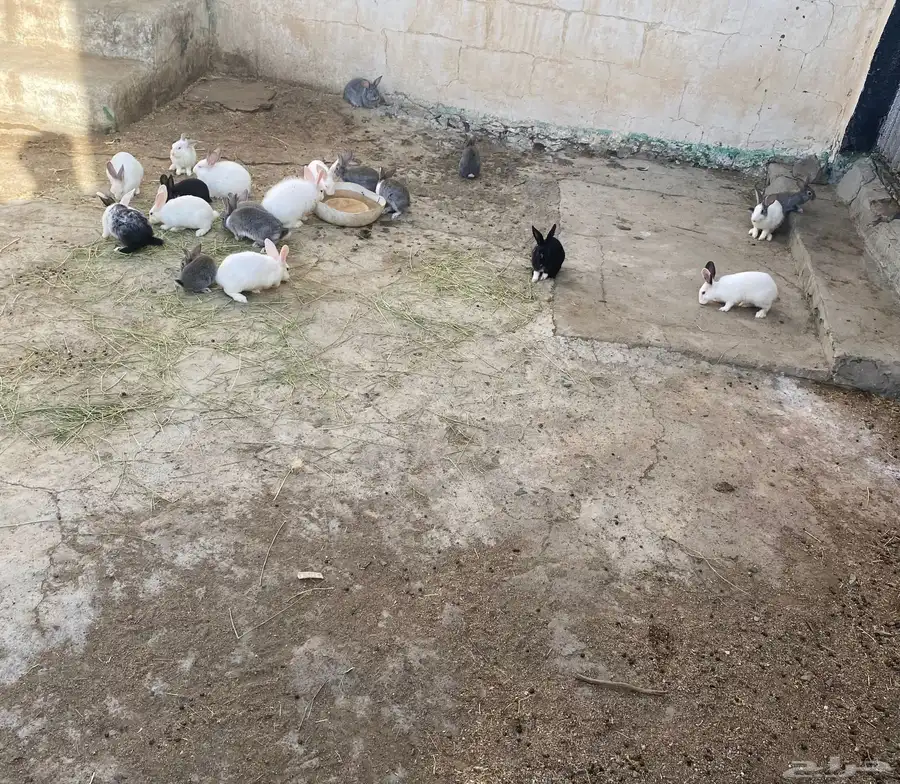 الأرنب 0