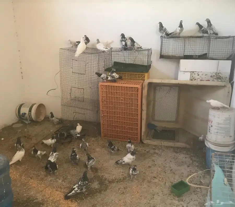 حمام باكستاني index