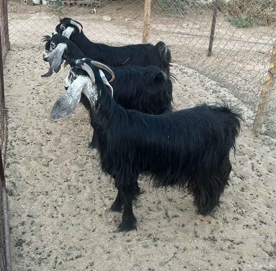جفرات عوارض 1