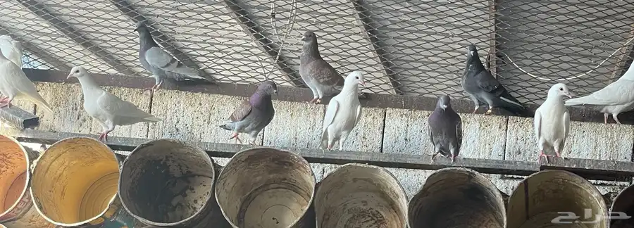 قطع فرنسي وزاجل واجواز مشكله 0